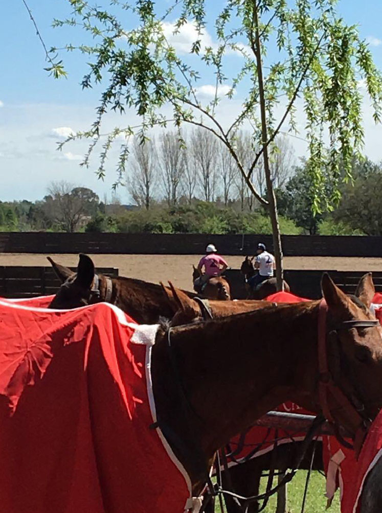 taming a polo pony